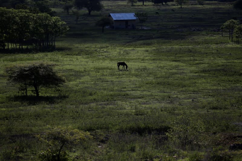 The Wider Image: As crops fail, Indonesia's Sumba seeks lifeline in weaving, fishing