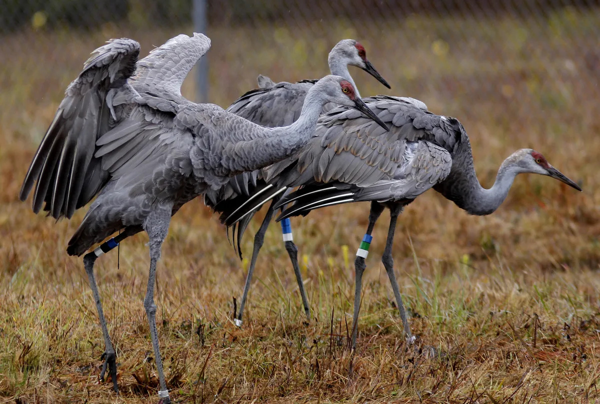 US officials reverse course on pesticide's harm to wildlife