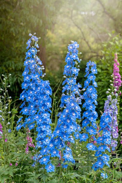 delphinium flower stalks in blue and purple