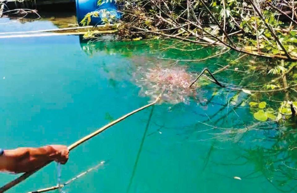 小魚虎會集結成一團團魚球，跟著大魚一同獵食。（南投縣政府提供提供）