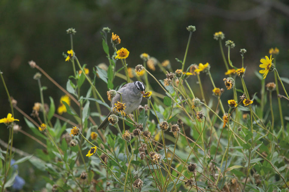 This 2015 photo provided by The G2 Gallery, shows coast sunflowers with a white-crowned sparrow in environmentalist, philanthropist and photographer Susan Gottlieb's baseball field-sized Gottlieb Native Garden surrounding her hillside home in Beverly Hills, Calif., and is featured in her 2016 book "The Gottlieb Native Garden: A California Love Story." (Susan Gottlieb/The G2 Gallery via AP)