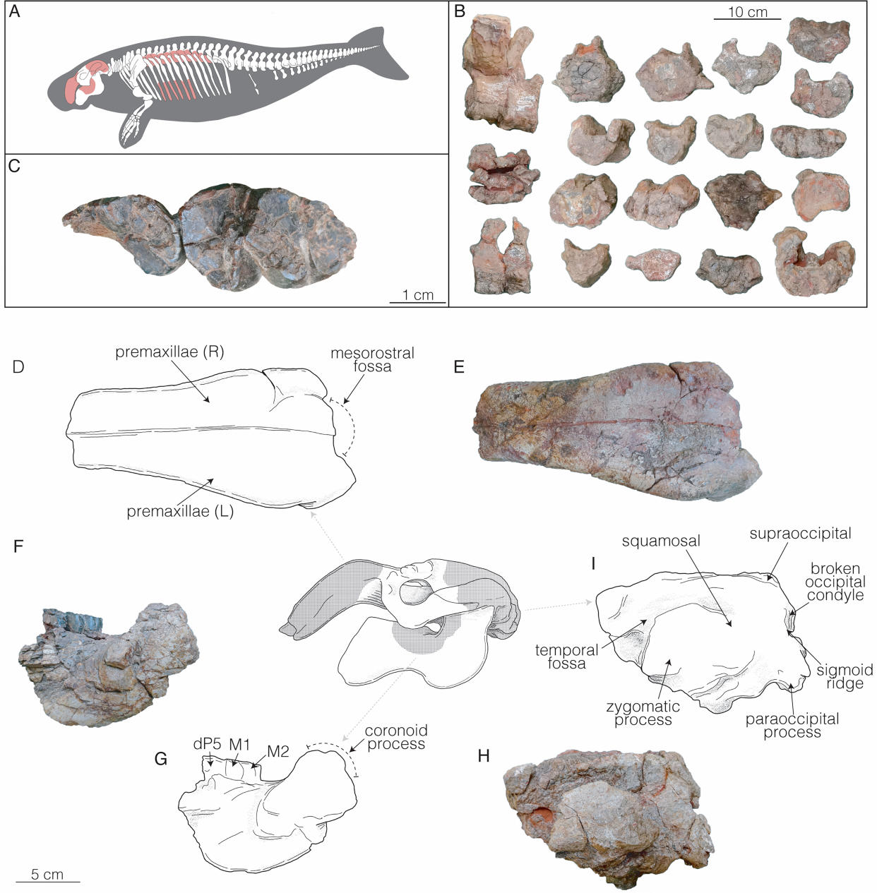 Image shows sea cow skeleton remains unearthed in Venezuela