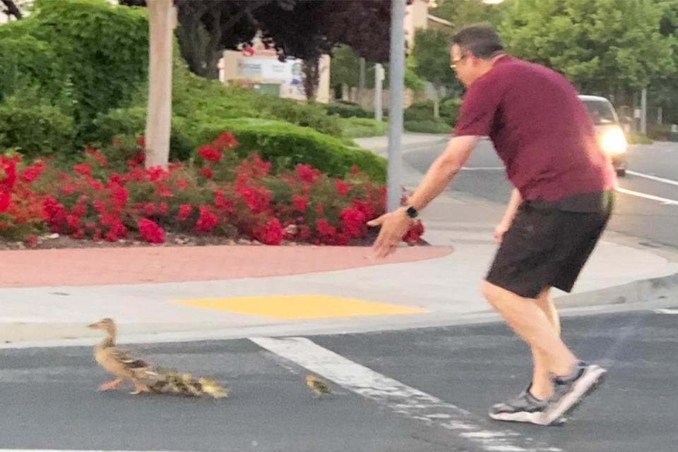 41-year-old Casey Rivara helps a family of ducks cross a road in Rocklin, Calif.  on Thursday. May 18, 2023. (Courtesy William via KCRA)