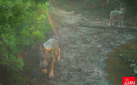 A small pack of wolves is now living in the countryside just outside Rome - Credit: LIPU