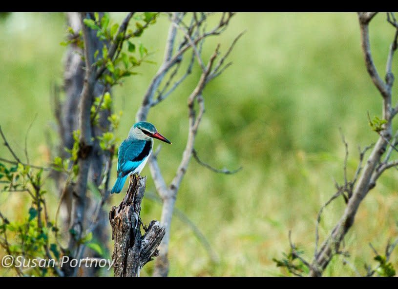 The woodland kingfisher. One of the zillion gorgeous birds you'll find on safari.         © Susan Portnoy  Chitabe Camp, Botswana 