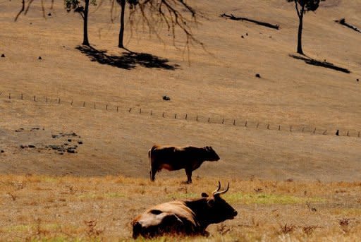 Photo illustration of cattle on a farm near Nannup in the south west corner of Western Australia. Australia's conservative opposition on Friday earmarked tighter scrutiny of foreign investment in agriculture as a priority if the party is elected to government next year as recent polls suggest