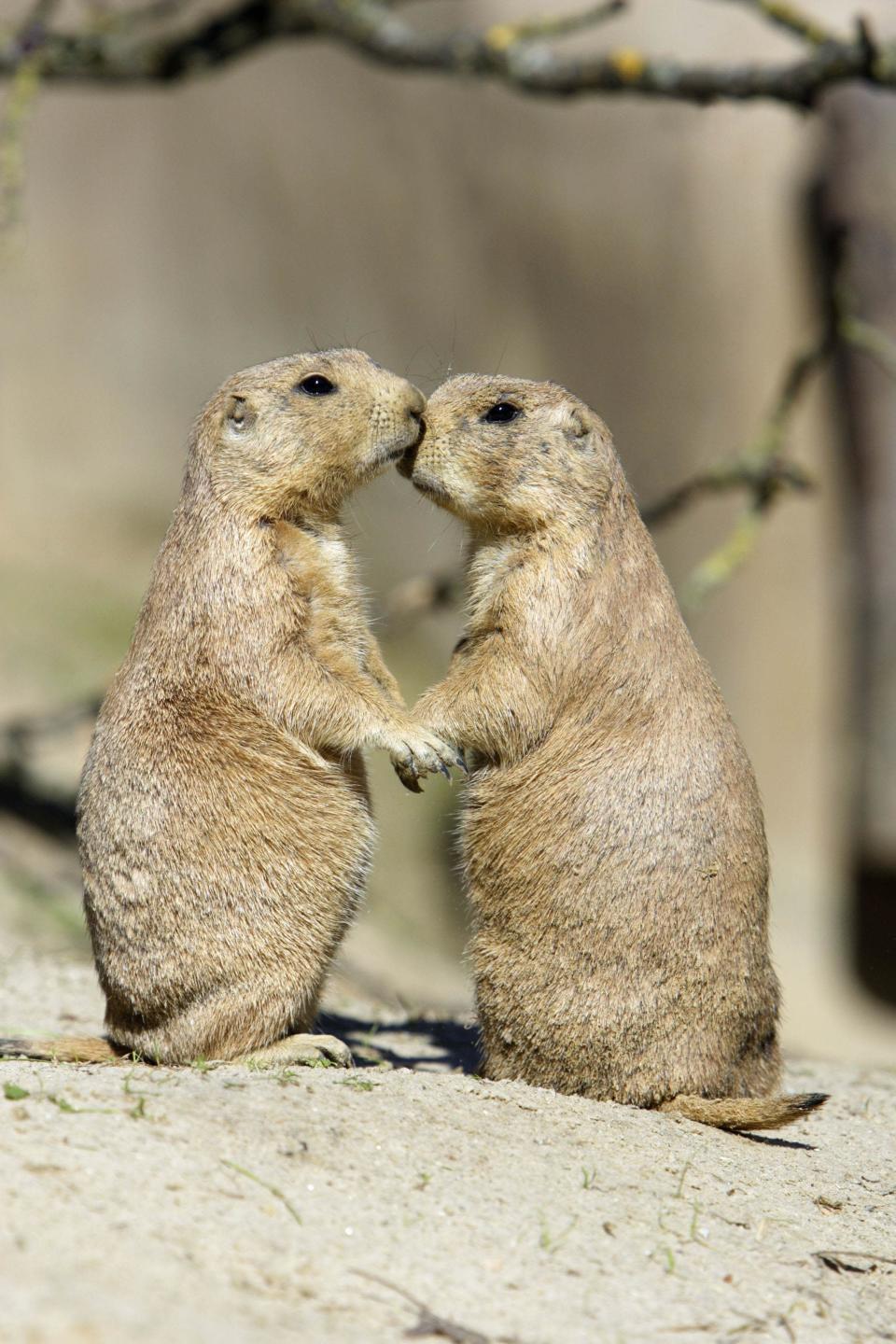 PIC BY DUNCAN USHER / ARDEA / CATERS NEWS - (Pictured TWO AFFECTIONATE PRARIE DOGS) - From a loving look to an affectionate nuzzle, these are the charming images of cute creatures cozying up for Valentines Day. And as the heart-warming pictures show the animal kingdom can be just as romantic as us humans when it comes to celebrating the big day.