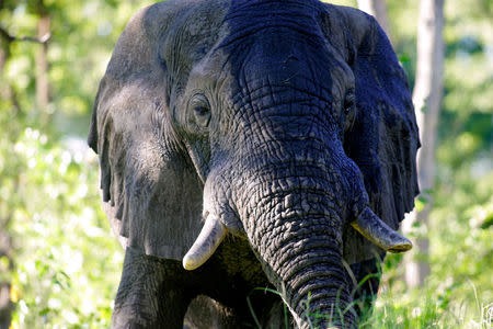 FILE PHOTO: A male African elephant mock-charges in the Okavango Delta in Botswana, March 25, 2005. REUTERS/Thomas White