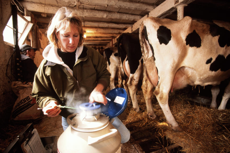 Person working in a barn managing farm equipment, surrounded by cows