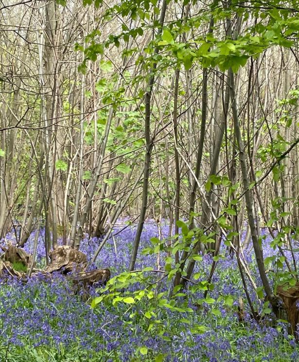 Echo: Bluebells at Norsey Wood by Deb Gardner