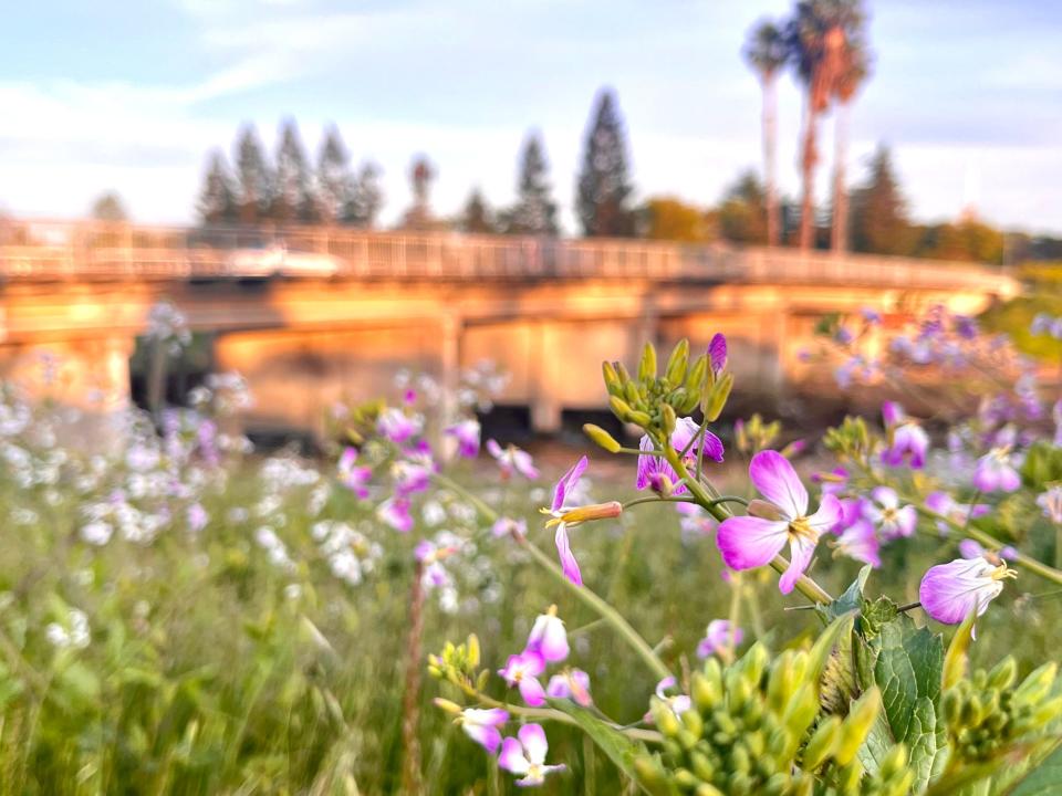 Charlotte Soung of Stockton used an Apple  13 mini to photograph wild radishes near the Pacific Avenue bridge over the Calaveras River in Stockton.