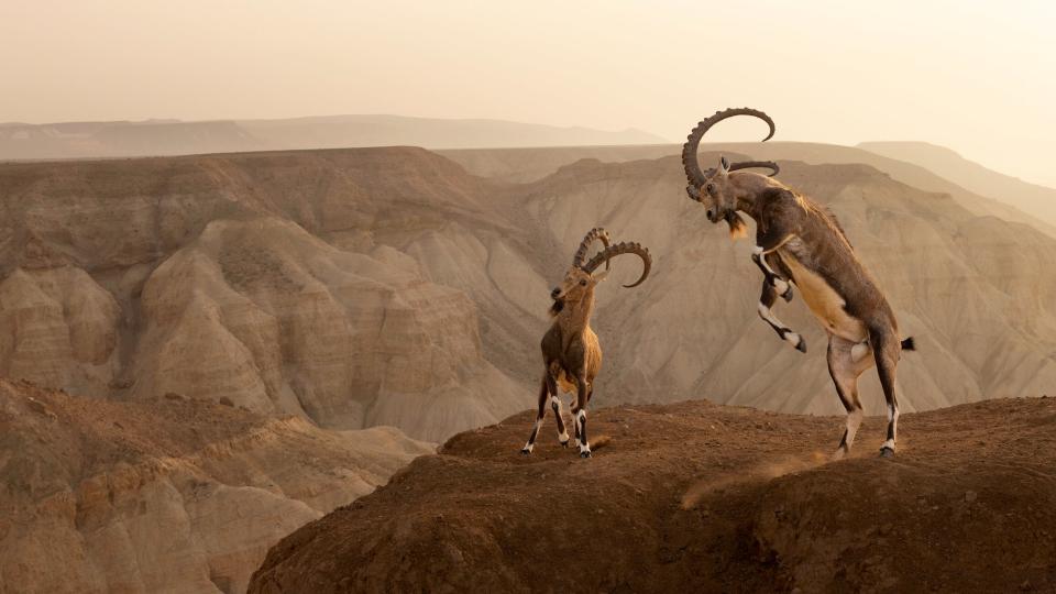 two horned goats jumping in the air on a desert plateau