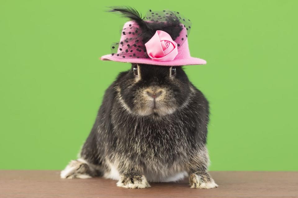 black bunny wearing pink and black easter hat