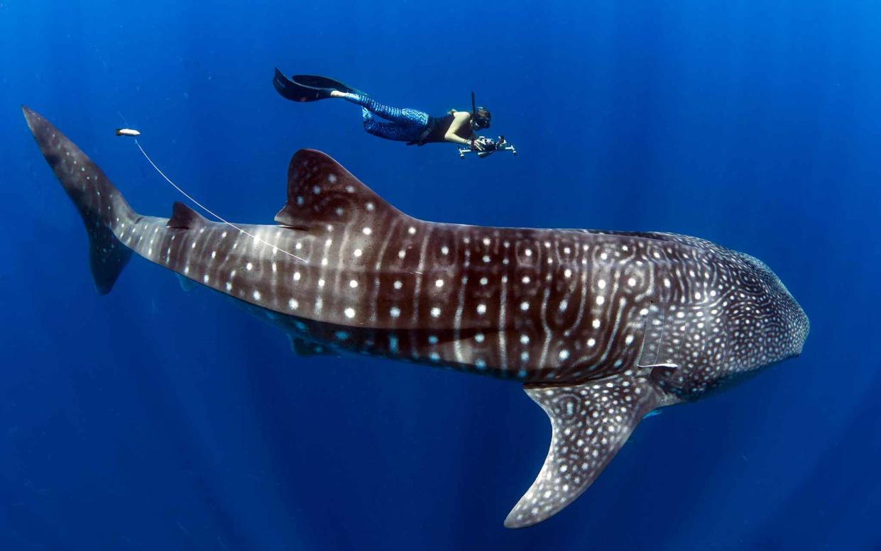 Whale sharks can grow to be as long as a double-decker bus - simonjpierce@gmail.com