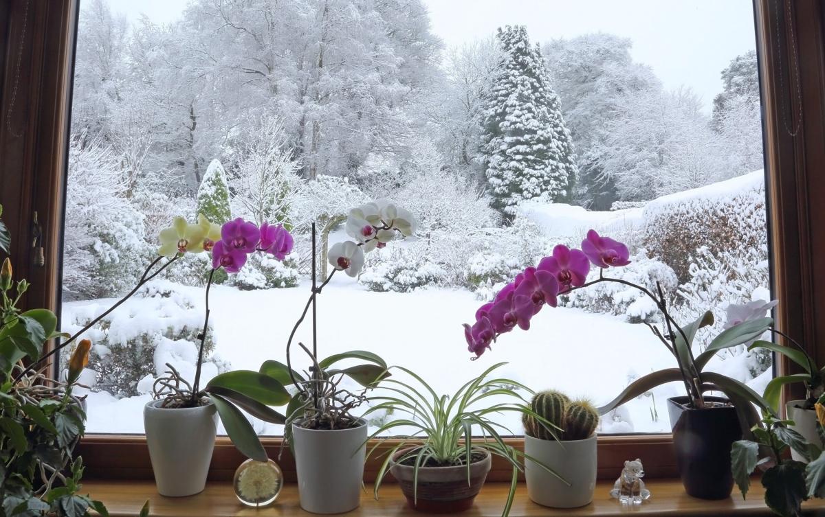 Why ruin such a lovely plant with fake snow : r/houseplants