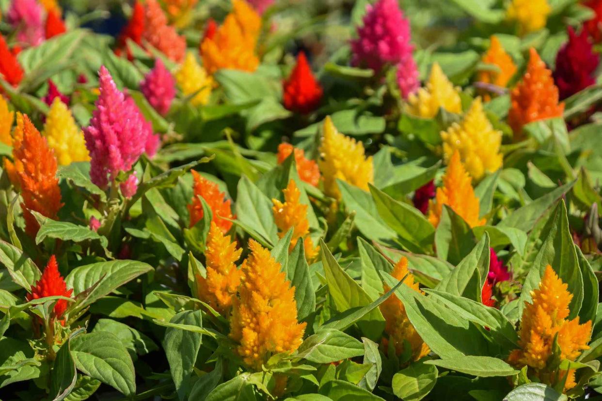 Celosia flower