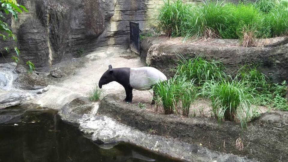 印尼政府目前正考慮興建多個森林公園保護區。
（圖：Pekanbaru.gov）

