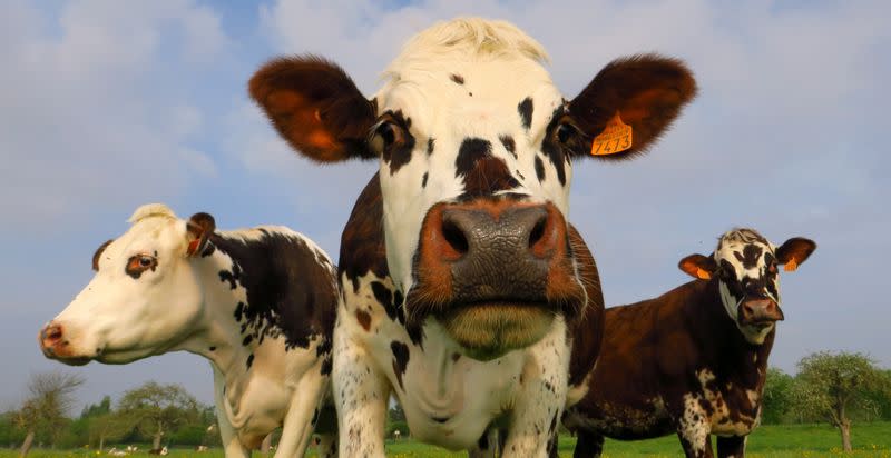 FILE PHOTO: Dairy cows of Norman breed stand in a field in Mesnil-Bruntel, near Peronne