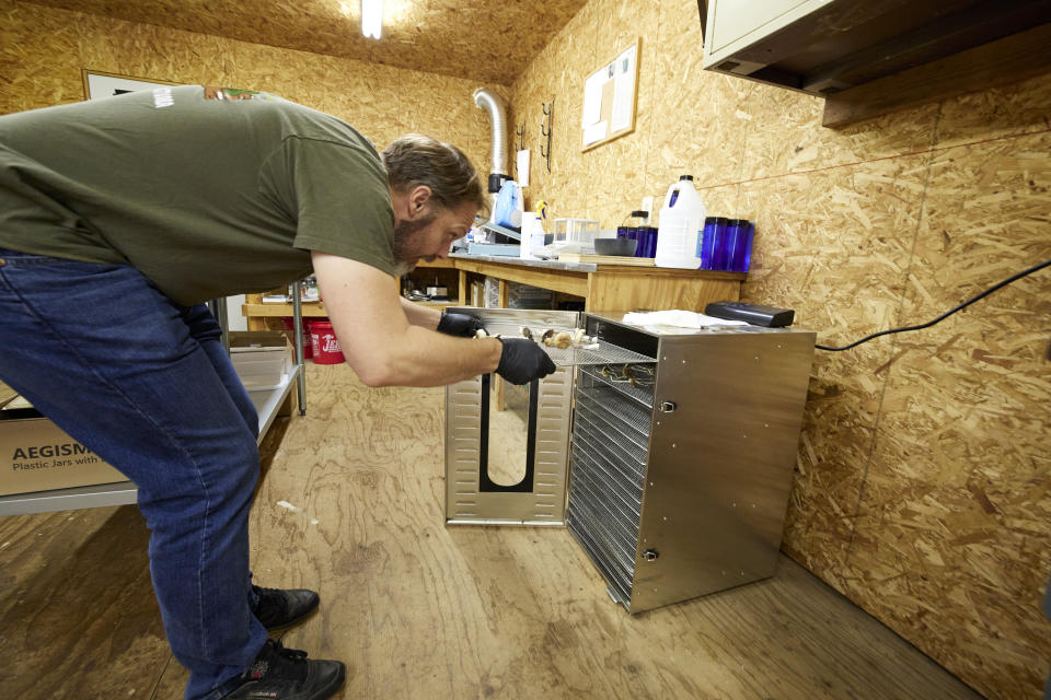 Gared Hansen places psilocybin mushrooms into a dryer to prepare for distribution in Springfield, Ore., Monday, Aug. 14, 2023. (AP Photo/Craig Mitchelldyer)