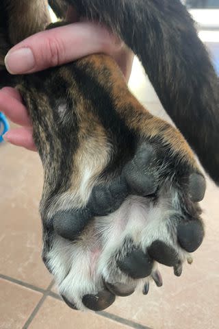 <p>Wisconsin Humane Society</p> Bella the dog's paw that has nine toes due to dimelia