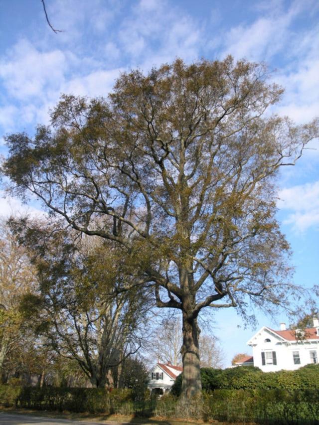 Willow Tree Chemistry Acts as Bio-Refinery To Treat Wastewater