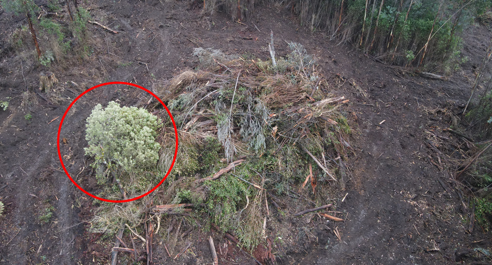 A red circle around a tree geebung in a pile of dead trees. Taken from above with a drone.