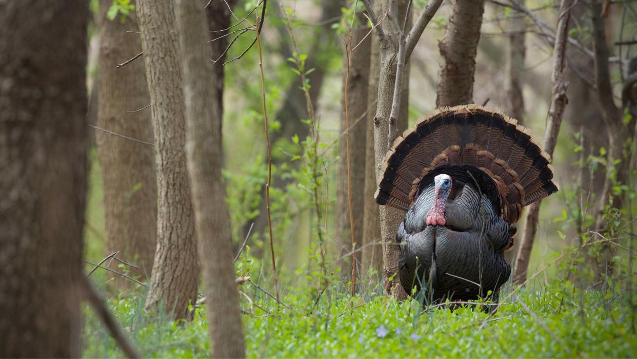 eastern wild turkey