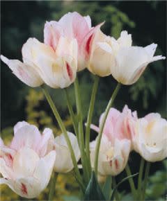 Pink Streaked Tulips