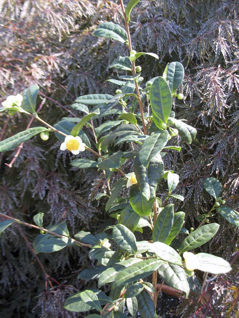 This image provided by the Missouri Botanical Garden shows a small Camellia sinensis plant. The plant's leaves are used to make white, green, black and oolong teas. (Missouri Botanical Garden)