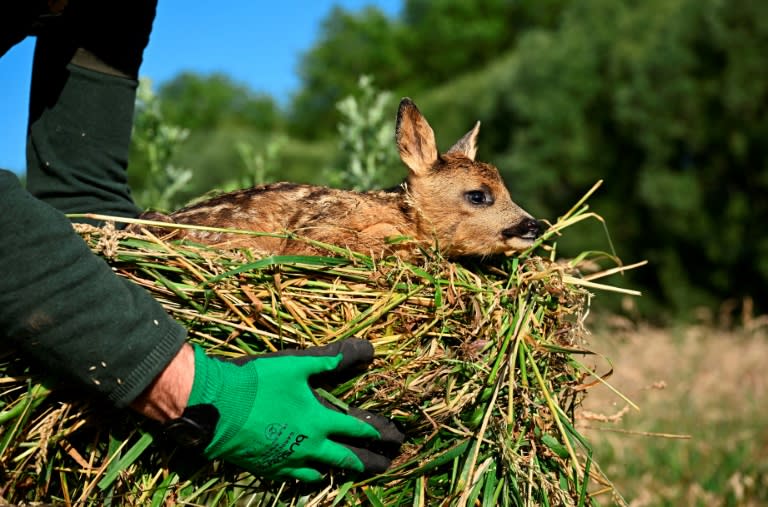 Roe deer fawns are too frail to carry their own weight in their first weeks of life, making them entirely vulnerable to the blades of a giant mower (JOHN THYS)