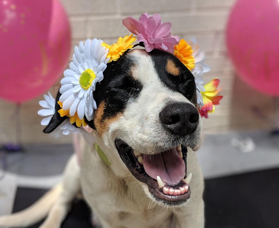 Ima’s maternity shoot is warming hearts on the internet <em>(Photos via Sarah Freeman, Greater Charlotte SPCA)</em>