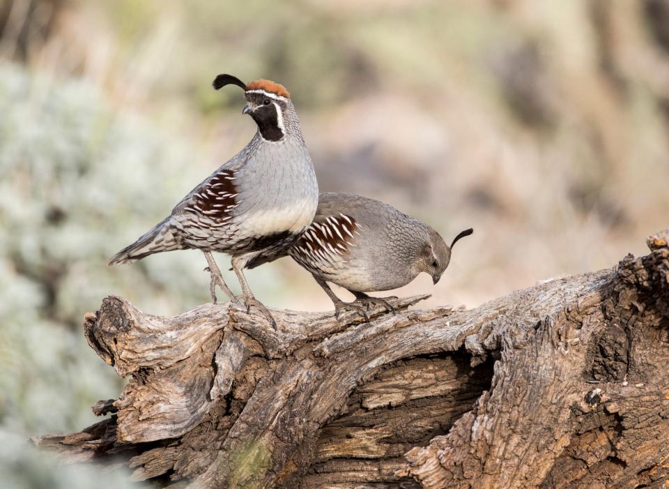 A male and female gambel's quail stand side-by-side on a log.