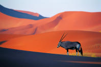 Oryx Antelope