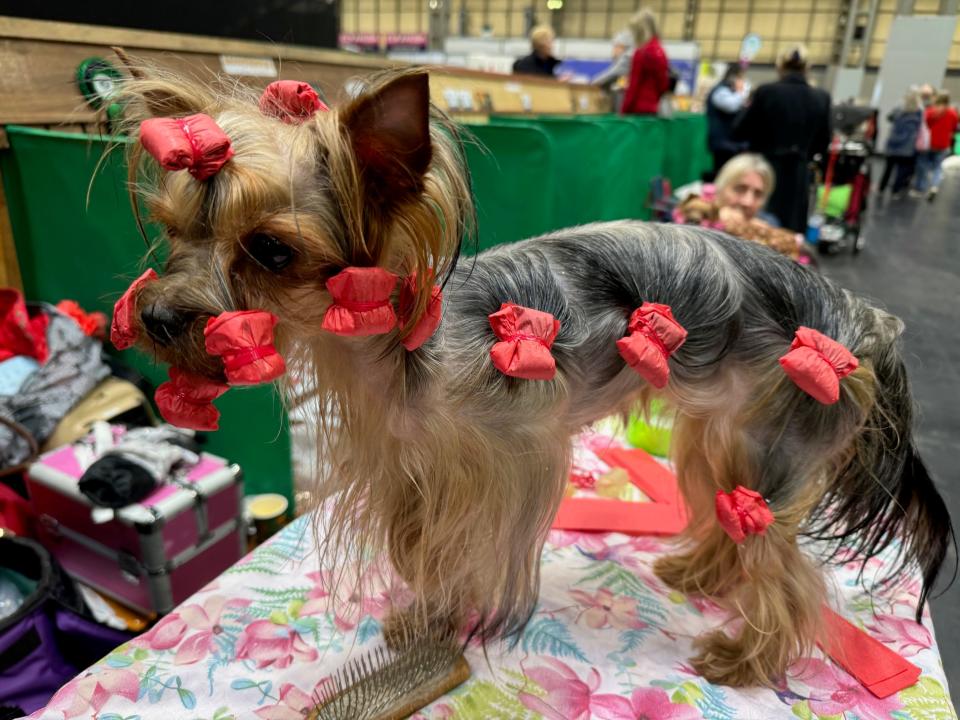 "Goody," a Yorkshire Terrier from Germany, is seen at the Crufts dog show, in Birmingham, England, on March 7, 2024.