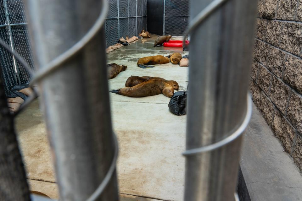 Sick sea lions lie in a triage enclosure at the Marine Mammal Care Center in San Pedro, California, on July 6, 2023. The center has been caring for sea lions being sickened by a historically bad algal bloom along California's Coast.