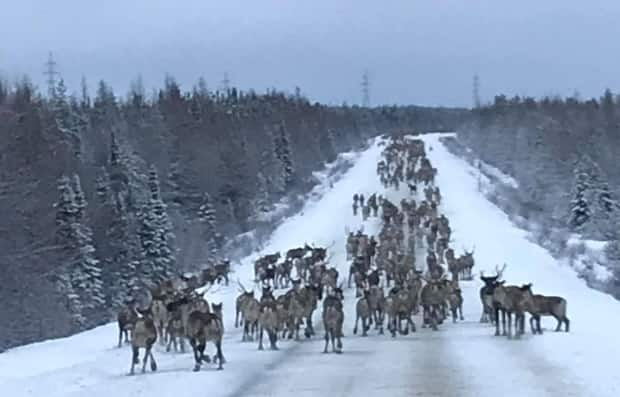 Leaf River caribou near the Cree community of Chisasibi on Nov. 16, 2020. Cree officials say conservation efforts are working, but now is not the time to over-harvest. 