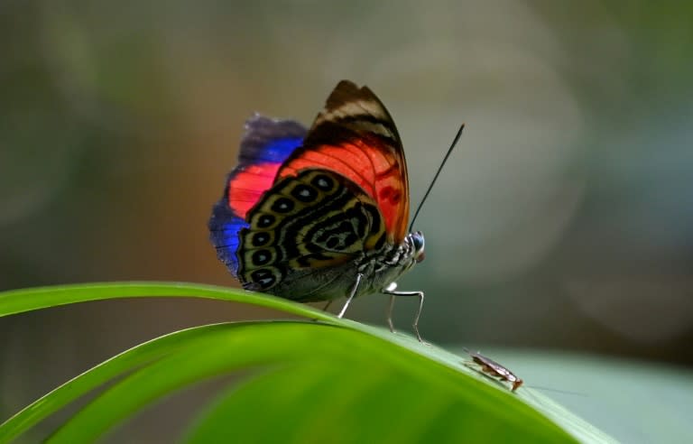 Un papillon dans la forêt amazonienne à l'intérieur de la réserve de Cuyabeno, en Équateur, le 28 mars 2024 (Daniel MUNOZ)