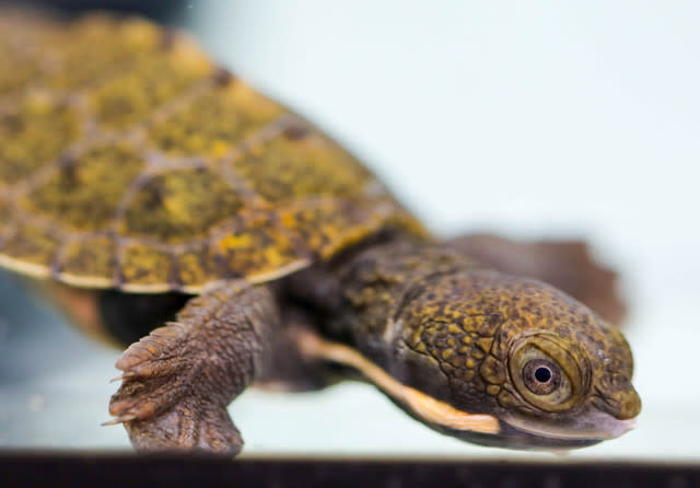 Three Species Of Endangered Freshwater Turtles Emerge From Eggs In 'Most Successful Reproduction Ever'