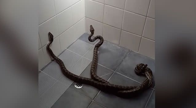 Clash of the pythons: Two snakes battle it out in shower before Qld mum  intervenes