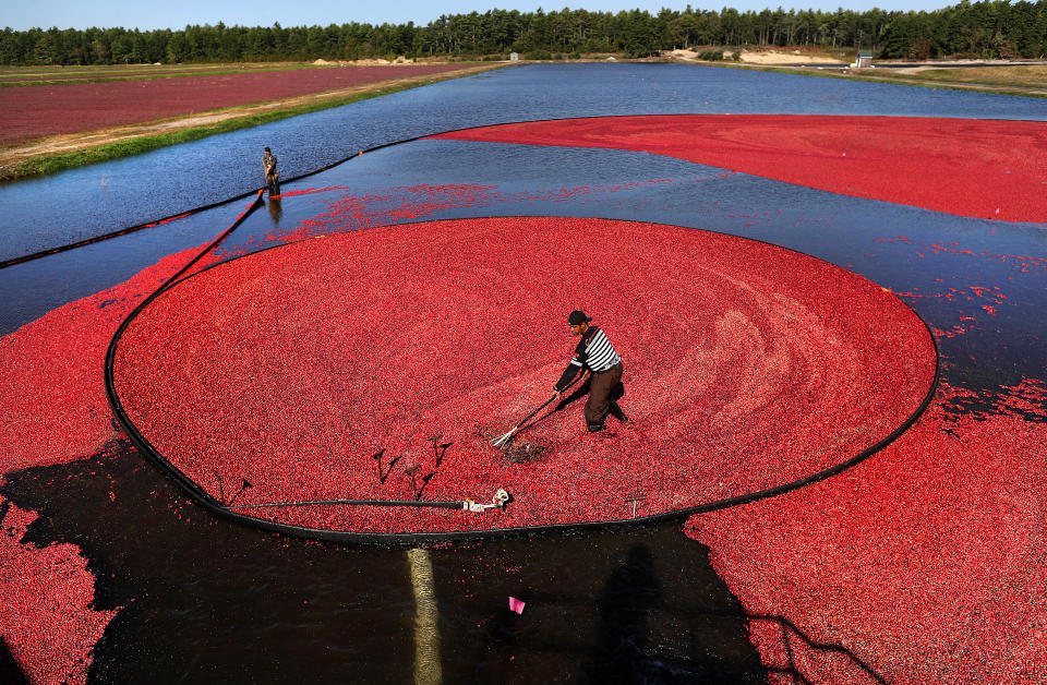 CARVER, MA - OCTOBER 1: A worker rakes cranberries into a large suction hose under the water that are corraled into a circle at the Edgewood Bogs in Carver, MA on Oct. 1, 2020. In hip boots, workers waded into cold bogs under a deep blue sky to harvest the bright crimson berries that have been a decades-old staple on Thanksgiving tables. Edgewood Bogs, which grows a variety of cranberries on its 250 acres, began wet harvesting on Sept. 21 and will continue until Nov. 1.(Photo by John Tlumacki/The Boston Globe via Getty Images)