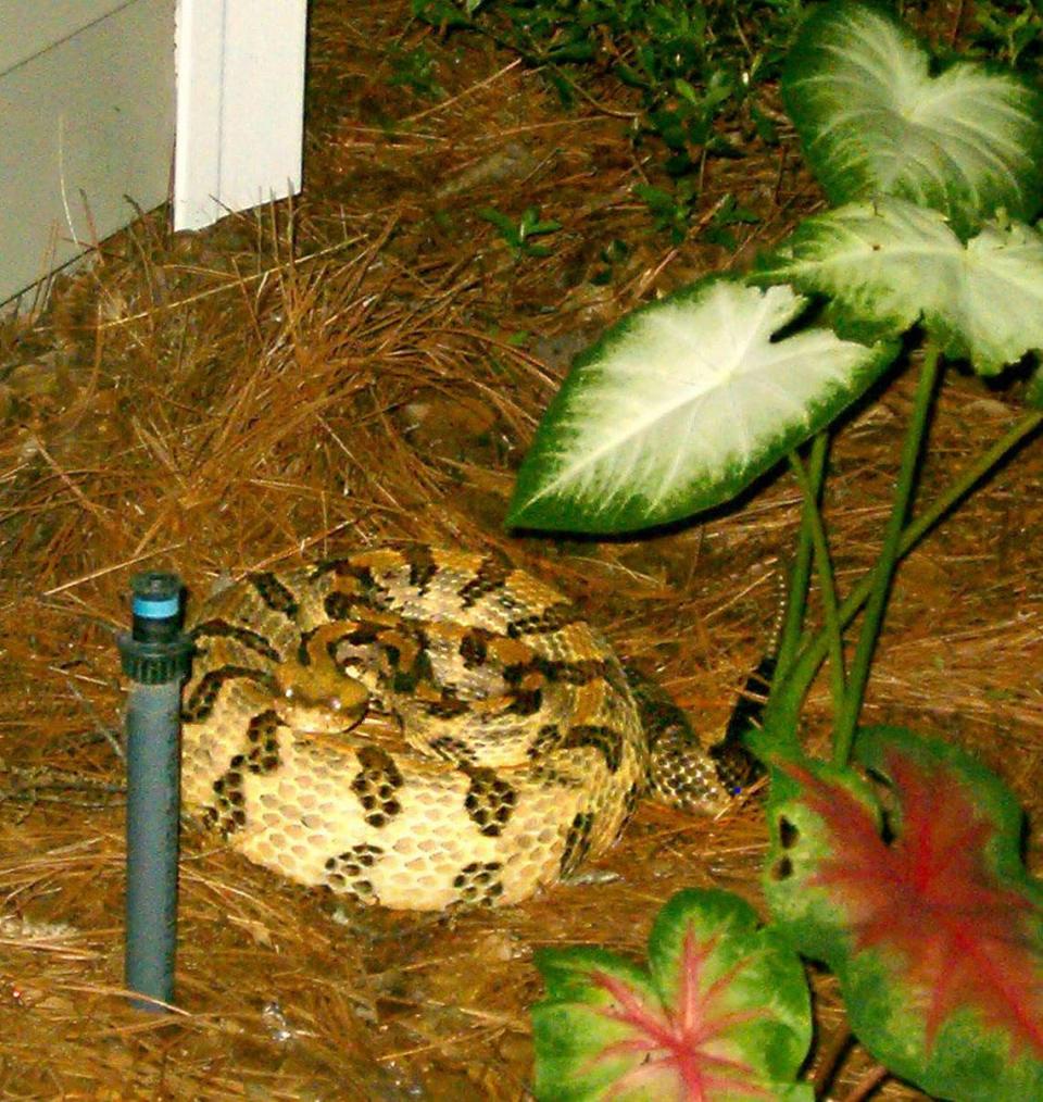 Rebecca Hurst took this photo of a canebrake rattlesnake that was only two feet from a rocking chair. The snake was coiled up in the flower bed in the Hursts’ front yard in greater Bluffton.