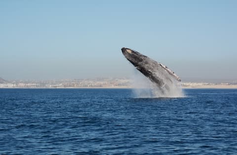 The Baja Peninsula is whale-watching paradise - Credit: GETTY