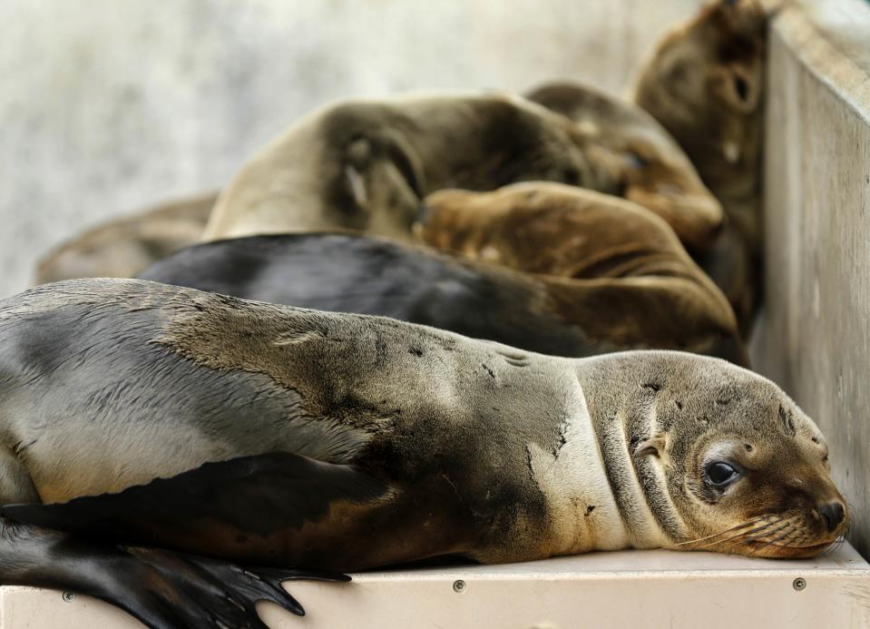 Rescued California sea lion pups rest in their holding pen at Sea World San Diego in San Diego, California January 28, 2015. Over 50 malnourished sea lion pups have had to be rescued along the cost in San Diego since the beginning of the year. REUTERS/Mike Blake (UNITED STATES - Tags: ENVIRONMENT ANIMALS SOCIETY)