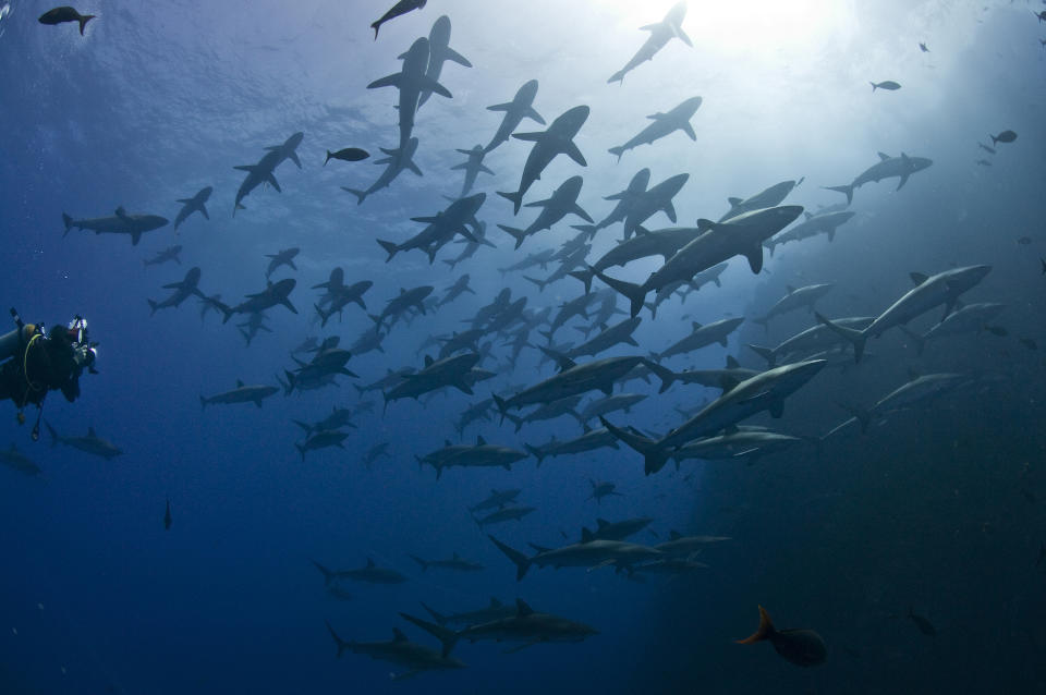 A group of sharks swimming together in deep blue water, with a diver observing them from the left side of the image