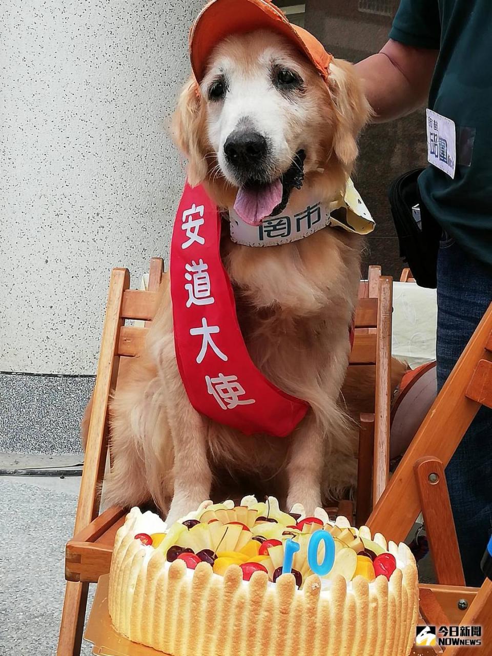 ▲服務犬「罔巿」有證照，是聖心教養院志工，也是安道大使，協助直播募款中亦慶祝十歲生日。（圖／邱嘉琪攝 , 2018.08.22）