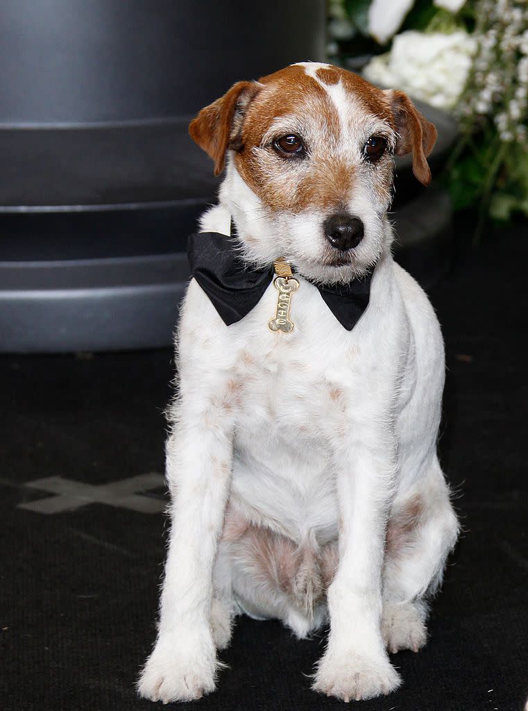 Uggie in 'The Artist'