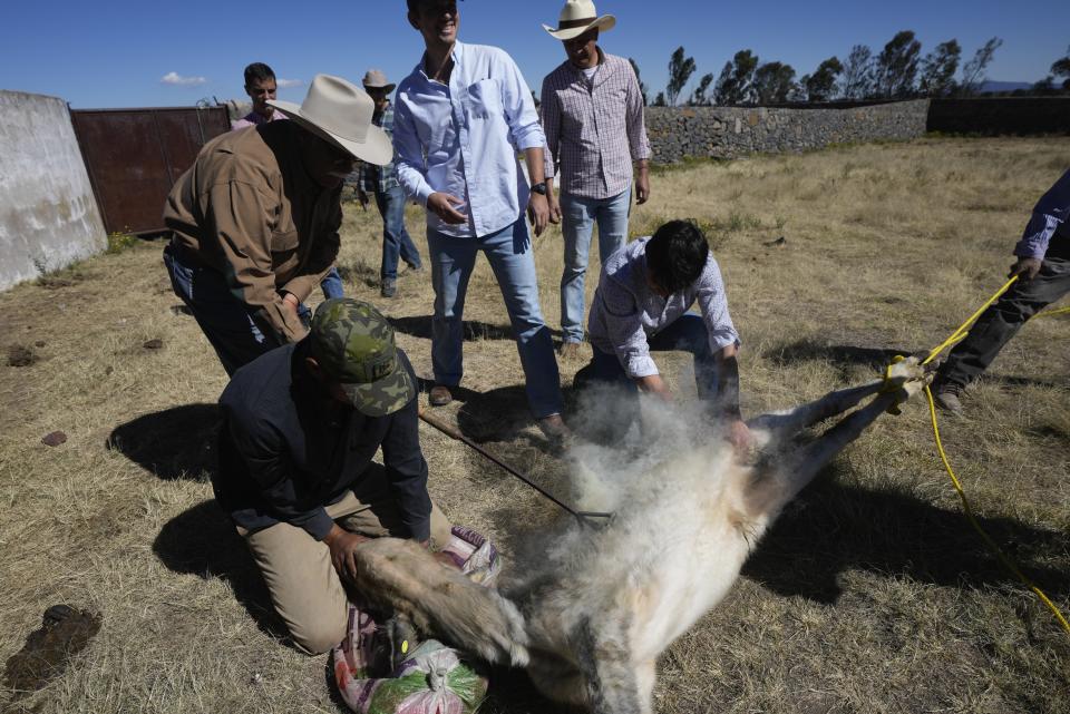 Rancher Jose Arturo Jimenez brands a calf with a hot iron during a bullfighting workshop, in Aculco, Mexico, Thursday, Jan. 25, 2024. Jimenez and other members of the Mexican Association of Bullfighting have dedicated themselves to promoting a hundred educational events and workshops in different parts of Mexico to attract new audiences and guarantee the survival of the so-called “fiesta brava” that has almost five centuries of history. (AP Photo/Fernando Llano)