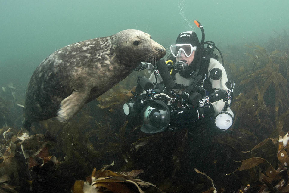 <p>Caroline Robertson-Brown, 44, was leading a group of underwater photographers around the Farne Islands, off the coast of Northumberland, England, to photograph the gray seal population. (Photo: Frogfish Photography/Caters News) </p>