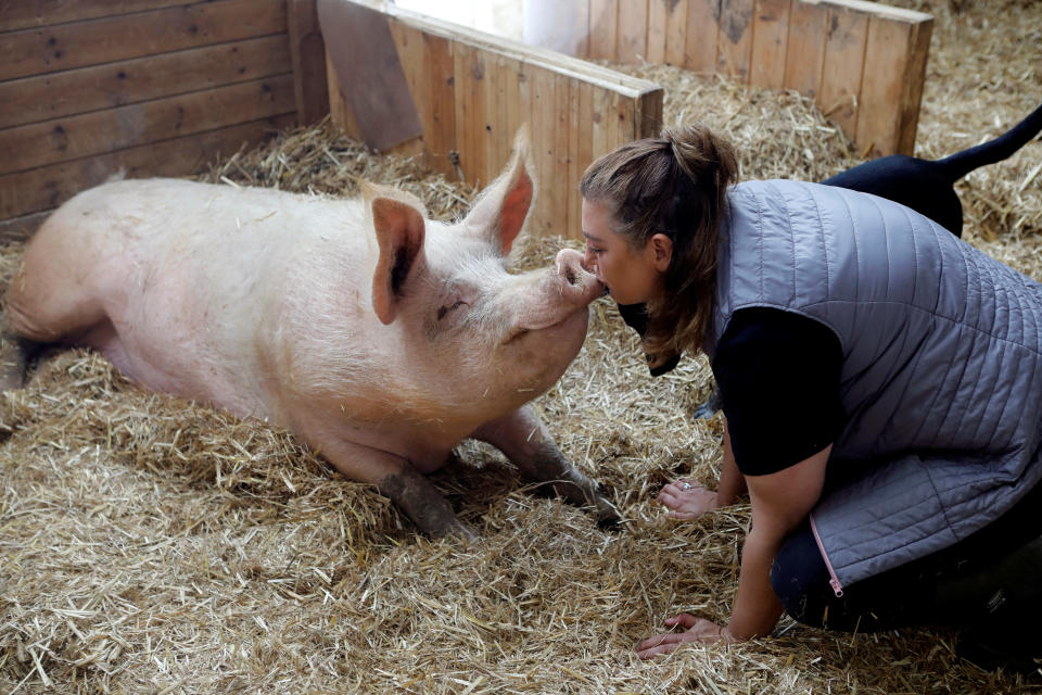 Meital Ben Ari, a co-founder of "Freedom Farm" kisses Omri a pig, in his sty at the farm, which serves as a refuge for mostly disabled animals in Moshav Olesh, Israel. (Photo: Nir Elias/Reuters)              