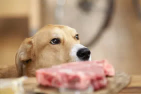 A dog at risk of neosporosis due to raw meat consumption from the raw steak on the table in front of him.